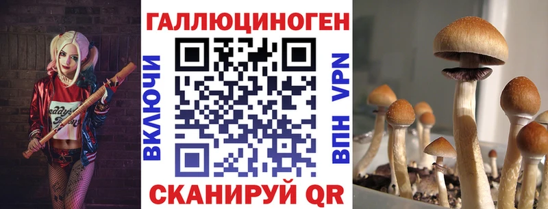 Псилоцибиновые грибы Cubensis  купить наркотики сайты  KRAKEN ССЫЛКА  Кяхта 